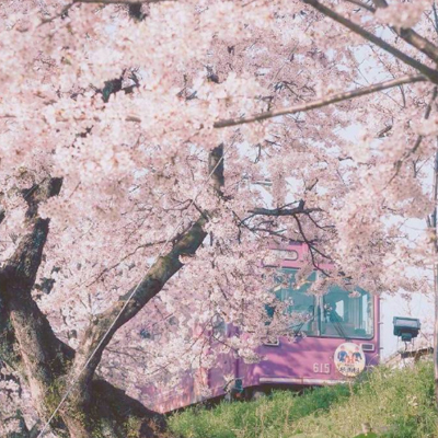 2019樱花图片大全唯美好看 粉色樱花图片