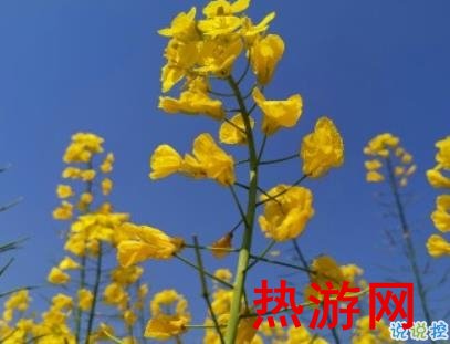 适合油菜花的文案 2020看油菜花的句子说说1