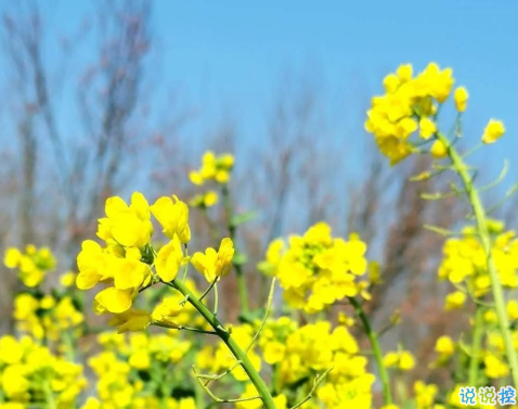 关于油菜花的说说简短带图片 2021晒油菜花自拍的短句2