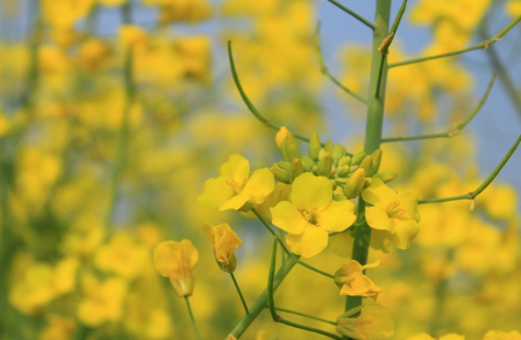 关于油菜花的说说简短带图片 2021晒油菜花自拍的短句8