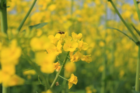 关于油菜花的说说简短带图片 2021晒油菜花自拍的短句9