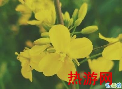 好美的油菜花说说带图片 油菜花唯美说说配图5