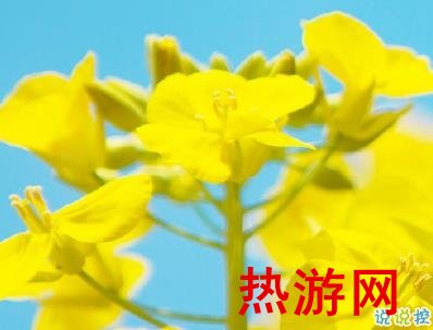 好美的油菜花说说带图片 油菜花唯美说说配图6