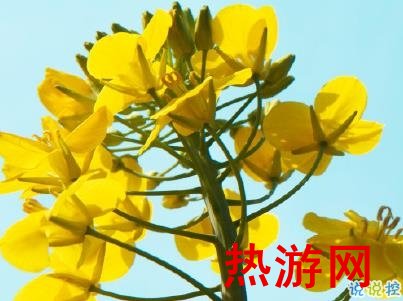 好美的油菜花说说带图片 油菜花唯美说说配图7