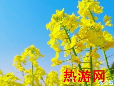 好美的油菜花说说带图片 油菜花唯美说说配图12