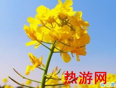 好美的油菜花说说带图片 油菜花唯美说说配图13