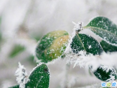 朋友圈下雪说说幽默带图片 下雪天搞笑说说短语14