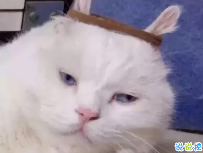 抖音沙雕语录带图片 搞笑心灵毒鸡汤配图13