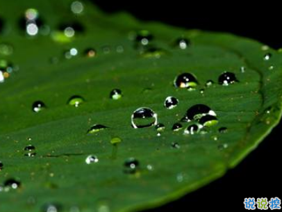 2019谷雨朋友圈说说配图 谷雨节发朋友圈的说说优美1