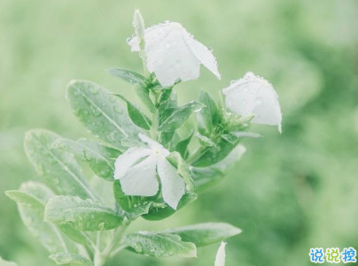 2021母亲节感恩祝福语带图片 母亲节的暖心话逗妈妈开心15