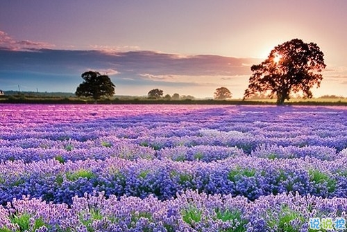 2019女生节微信说说大全带图片 三七女生节朋友圈祝福语说说12