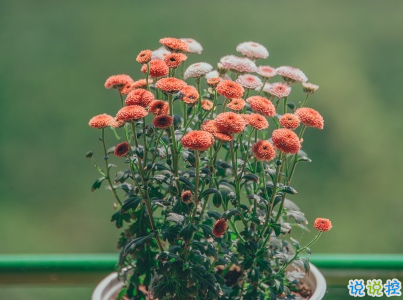 2019植树节微信说说带图片 适合植树节发的的心情说说短语8