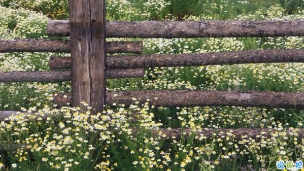 心里甜蜜蜜的爱情说说带图片 爱情说说一辈子只爱你1