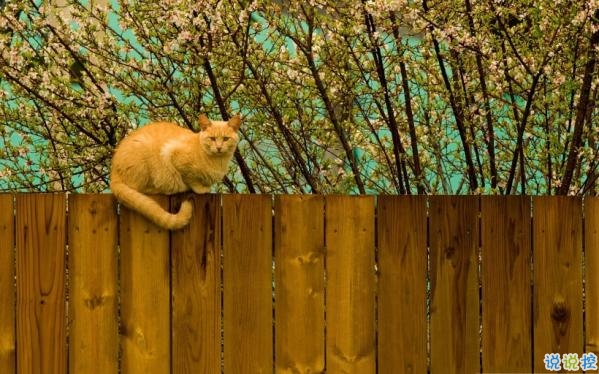 心里甜蜜蜜的爱情说说带图片 爱情说说一辈子只爱你2