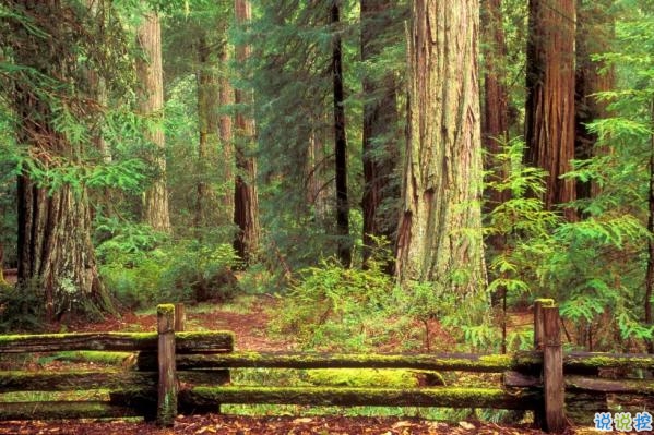 心里甜蜜蜜的爱情说说带图片 爱情说说一辈子只爱你9