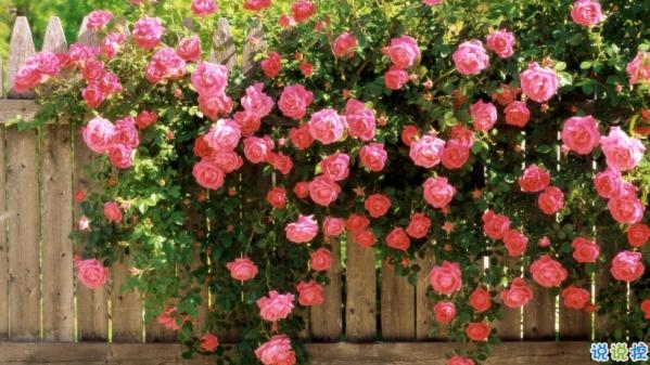 心里甜蜜蜜的爱情说说带图片 爱情说说一辈子只爱你14